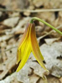 Image of Erythronium americanum