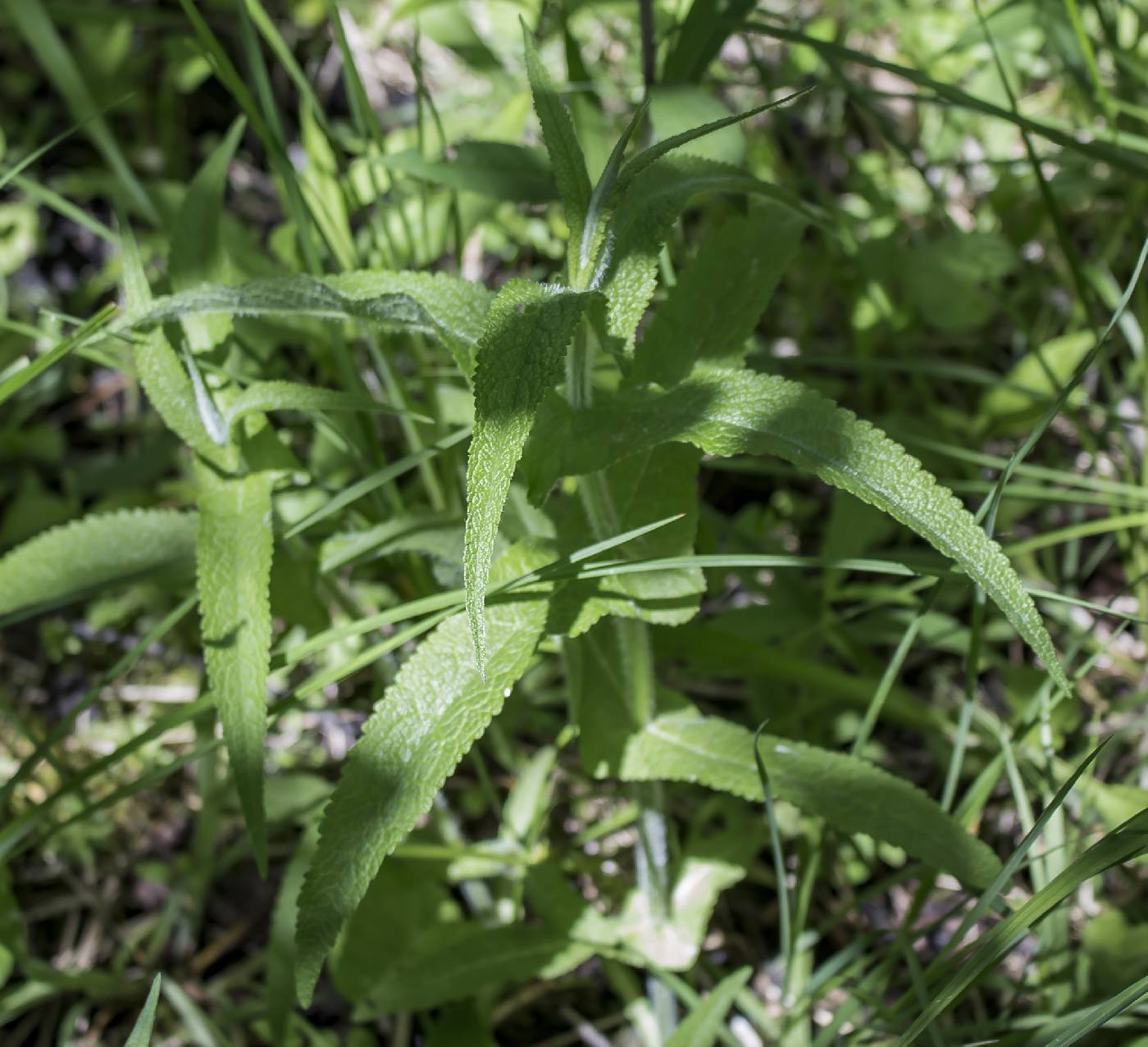 Eupatorium perfoliatum image