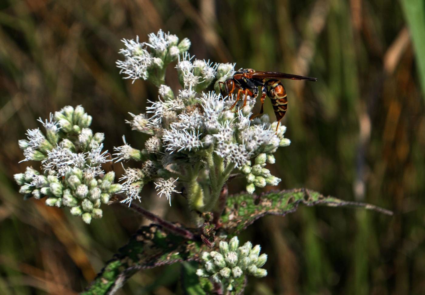 Eupatorium perfoliatum image