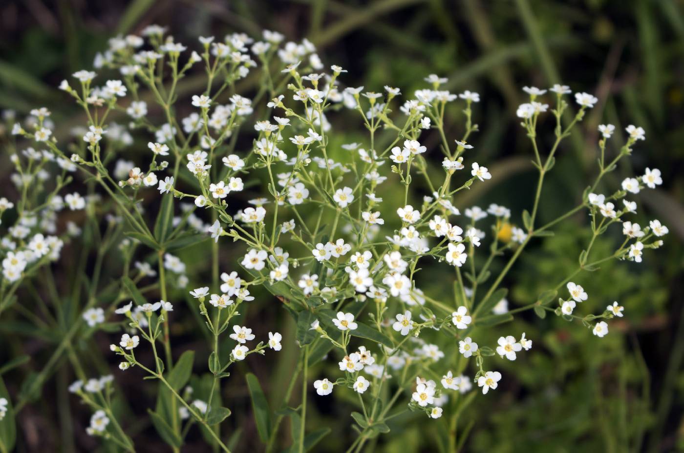 Euphorbia corollata image