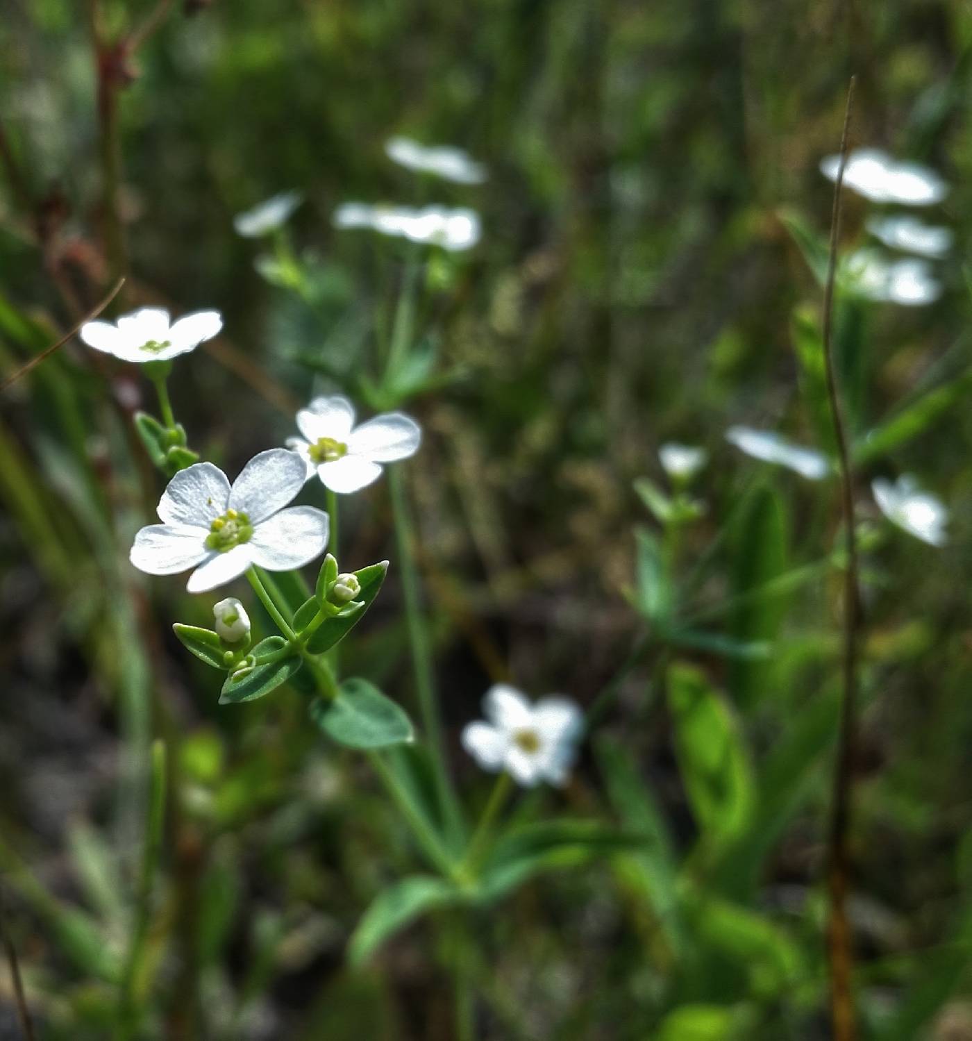 Euphorbia corollata image