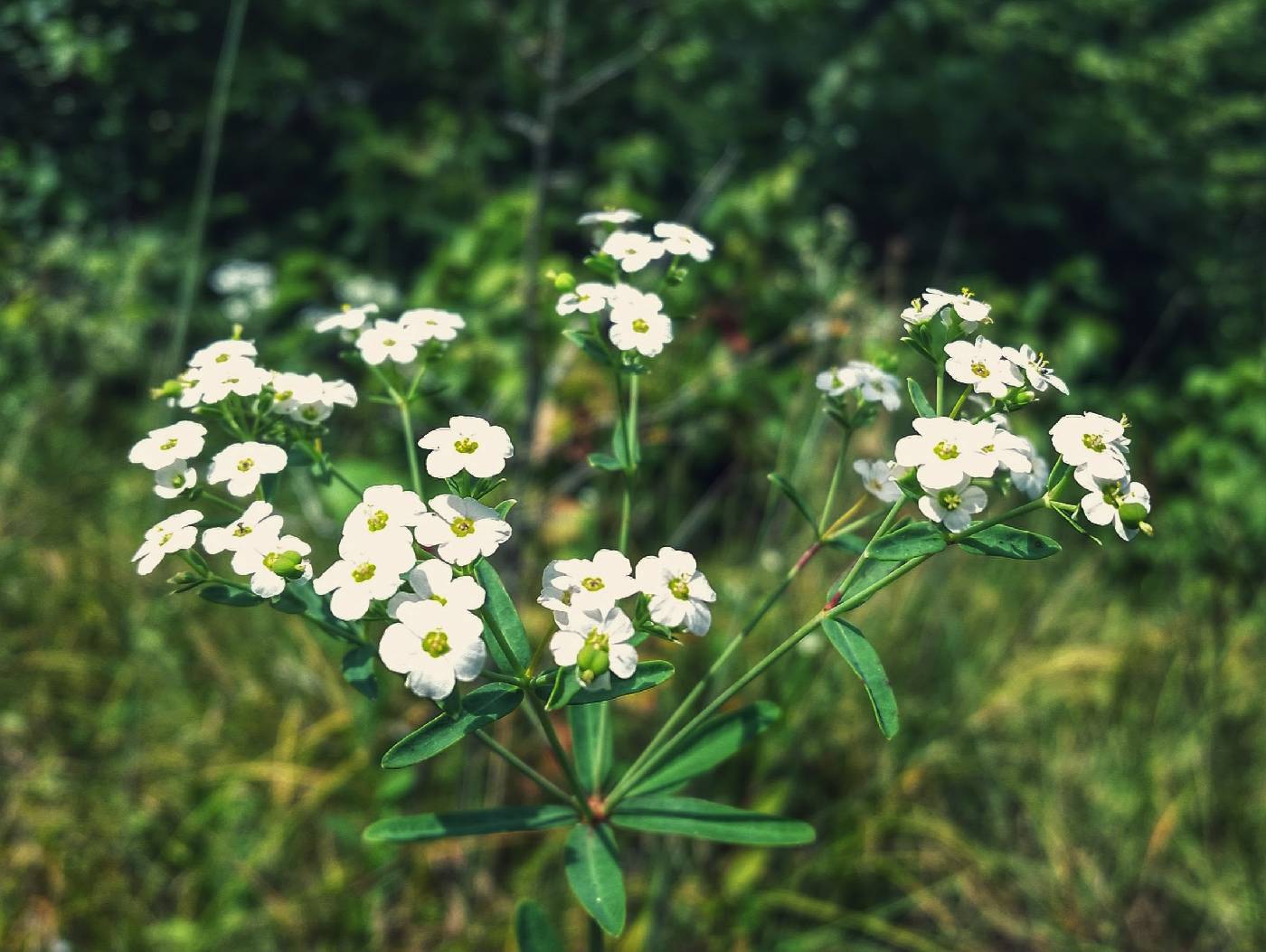 Euphorbia corollata image