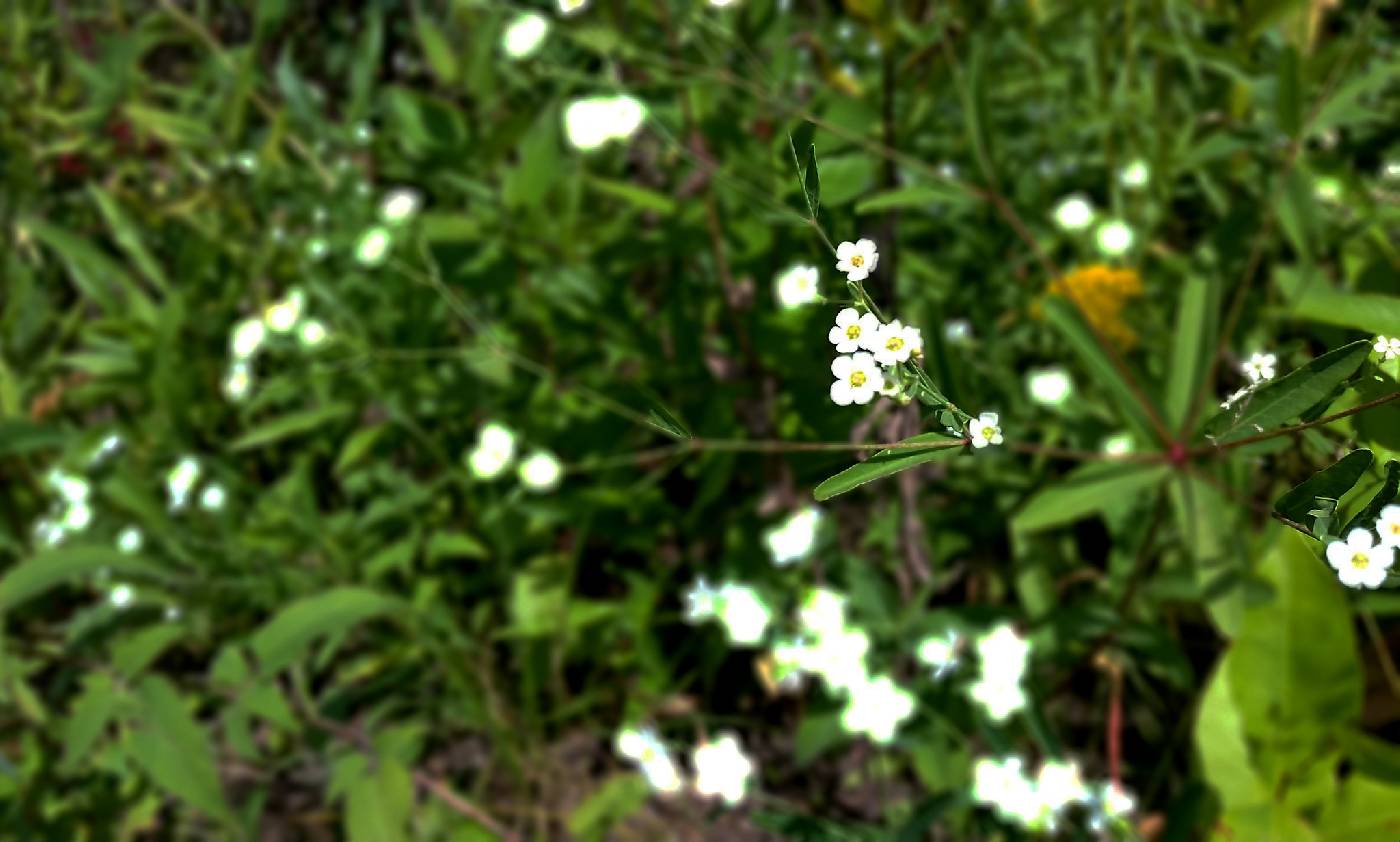 Euphorbia corollata image