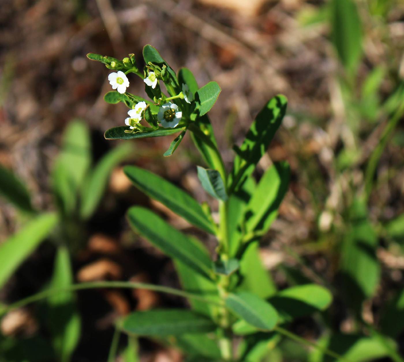 Euphorbia corollata image