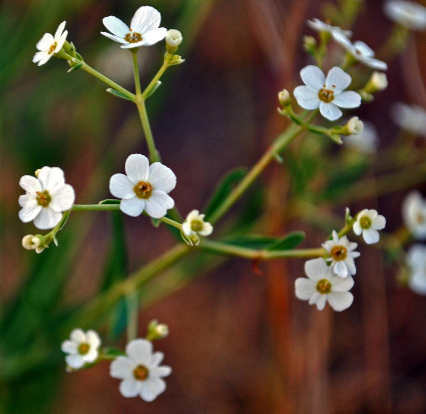 Euphorbia corollata image