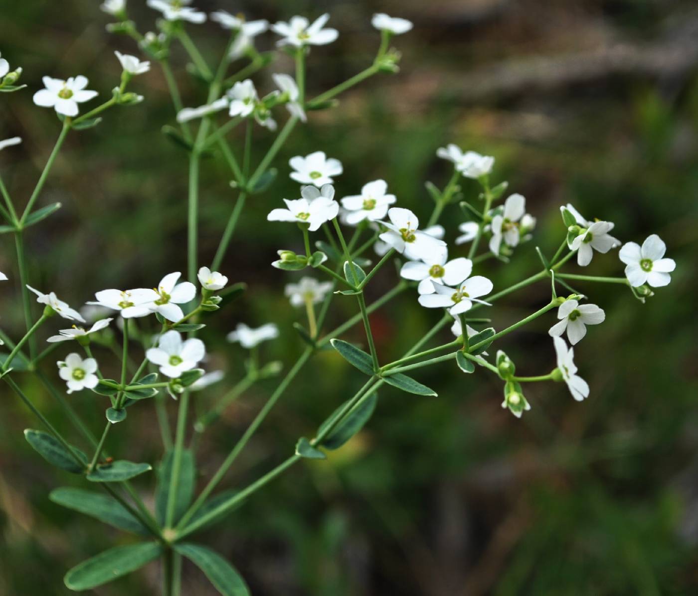 Euphorbia corollata image