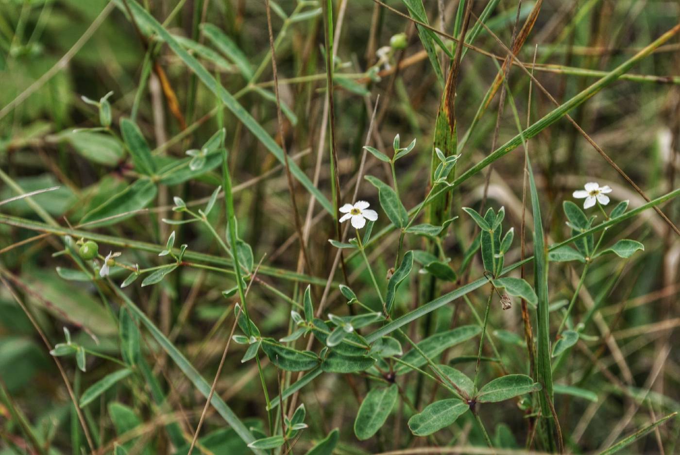 Euphorbia corollata image