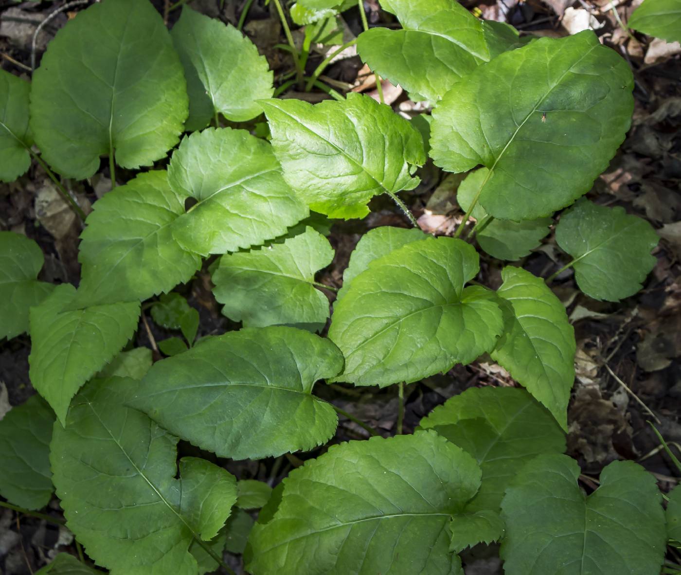 Eurybia macrophylla image