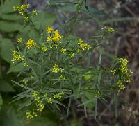 Image of Euthamia graminifolia