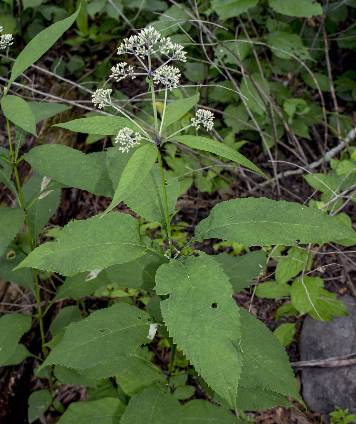 Eutrochium purpureum image