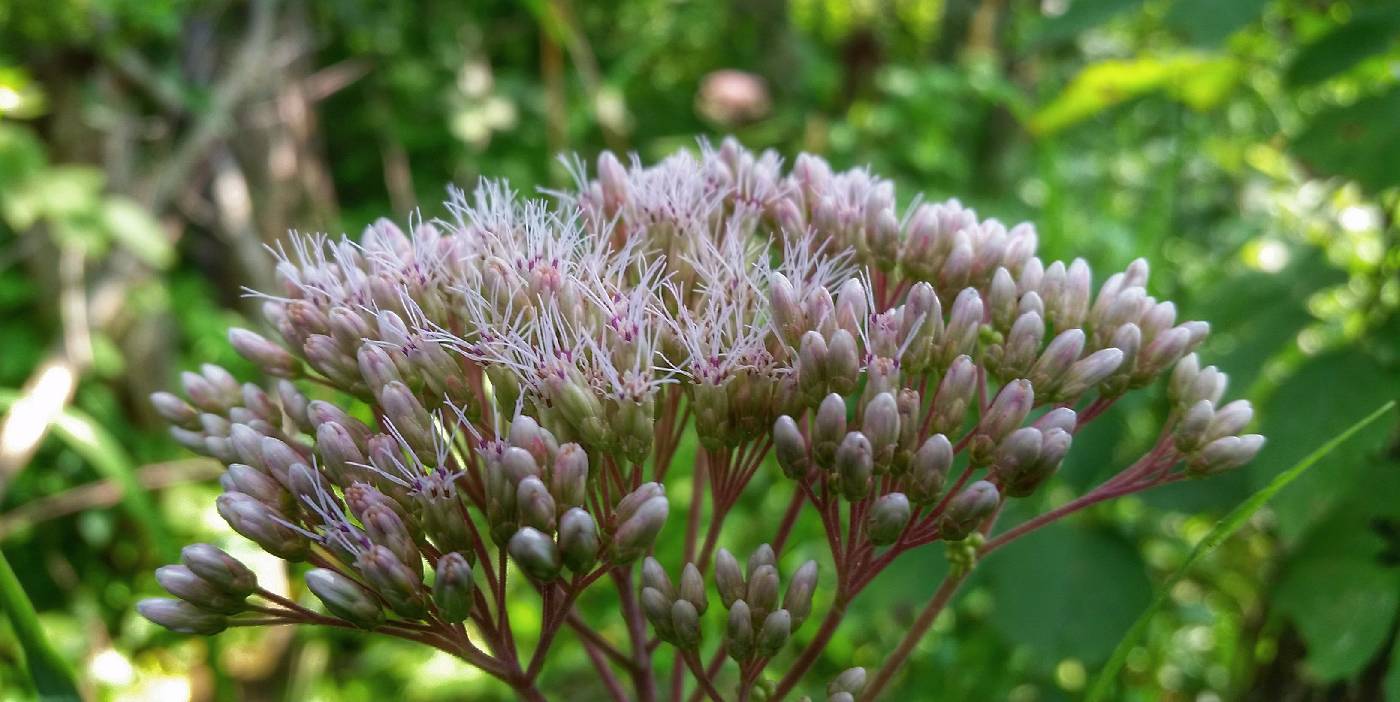 Eutrochium purpureum image