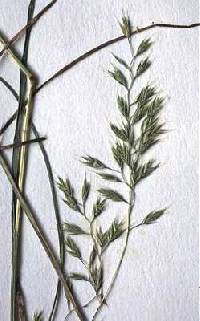 Image of Festuca rubra