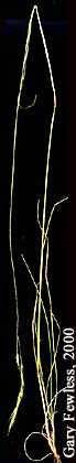 Image of Festuca occidentalis