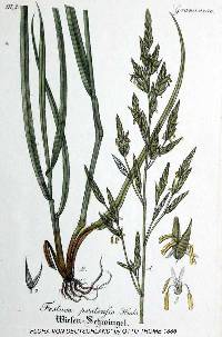 Image of Lolium pratense