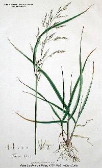 Lolium pratense image