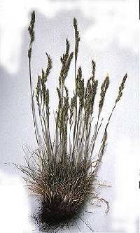 Image of Festuca saximontana subsp. saximontana