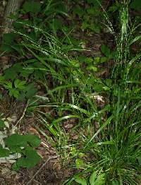 Festuca subverticillata image