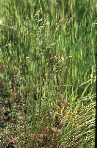 Image of Festuca trachyphylla