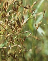Image of Fimbristylis autumnalis