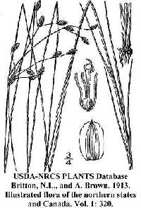 Image of Fimbristylis puberula var. interior