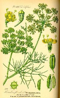 Foeniculum vulgare image