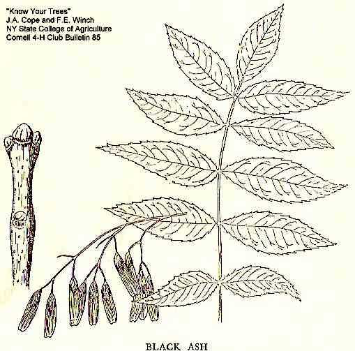 Fraxinus nigra image