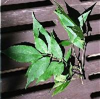 Fraxinus pennsylvanica image