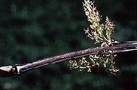 Image of Fraxinus quadrangulata