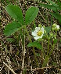 Fragaria virginiana image