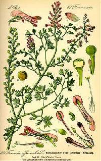 Image of Fumaria officinalis