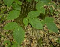 Fagus grandifolia image