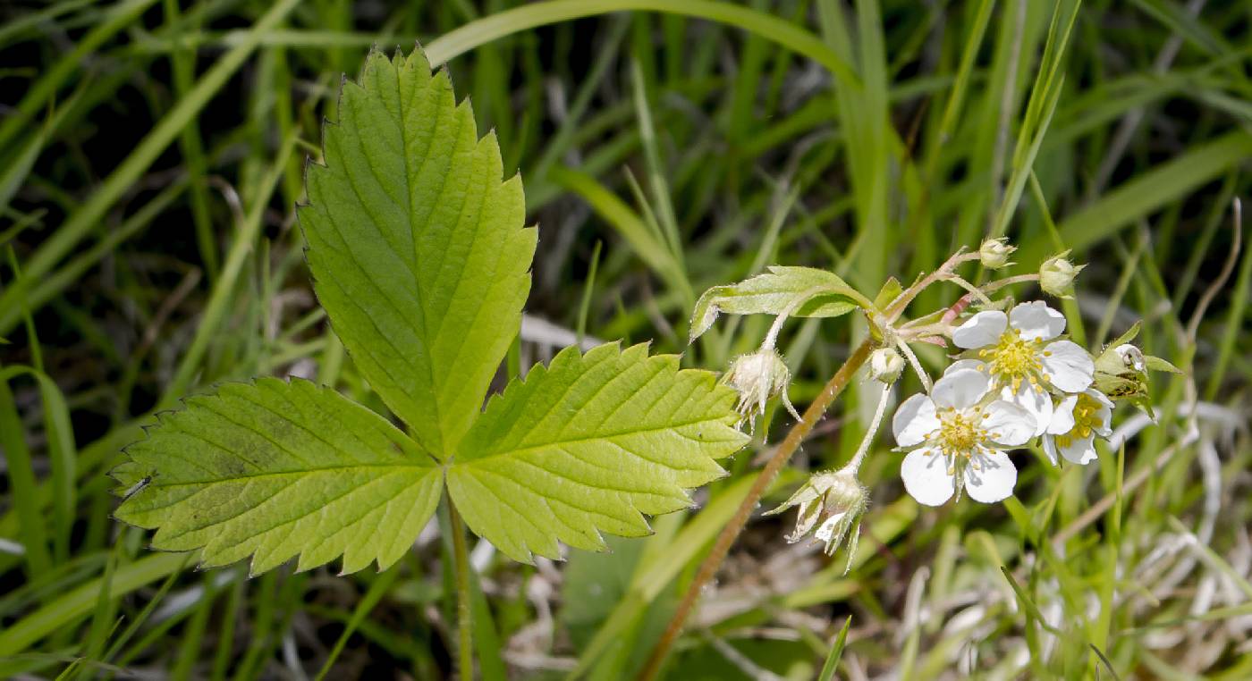 Fragaria virginiana image