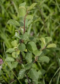Frangula alnus image