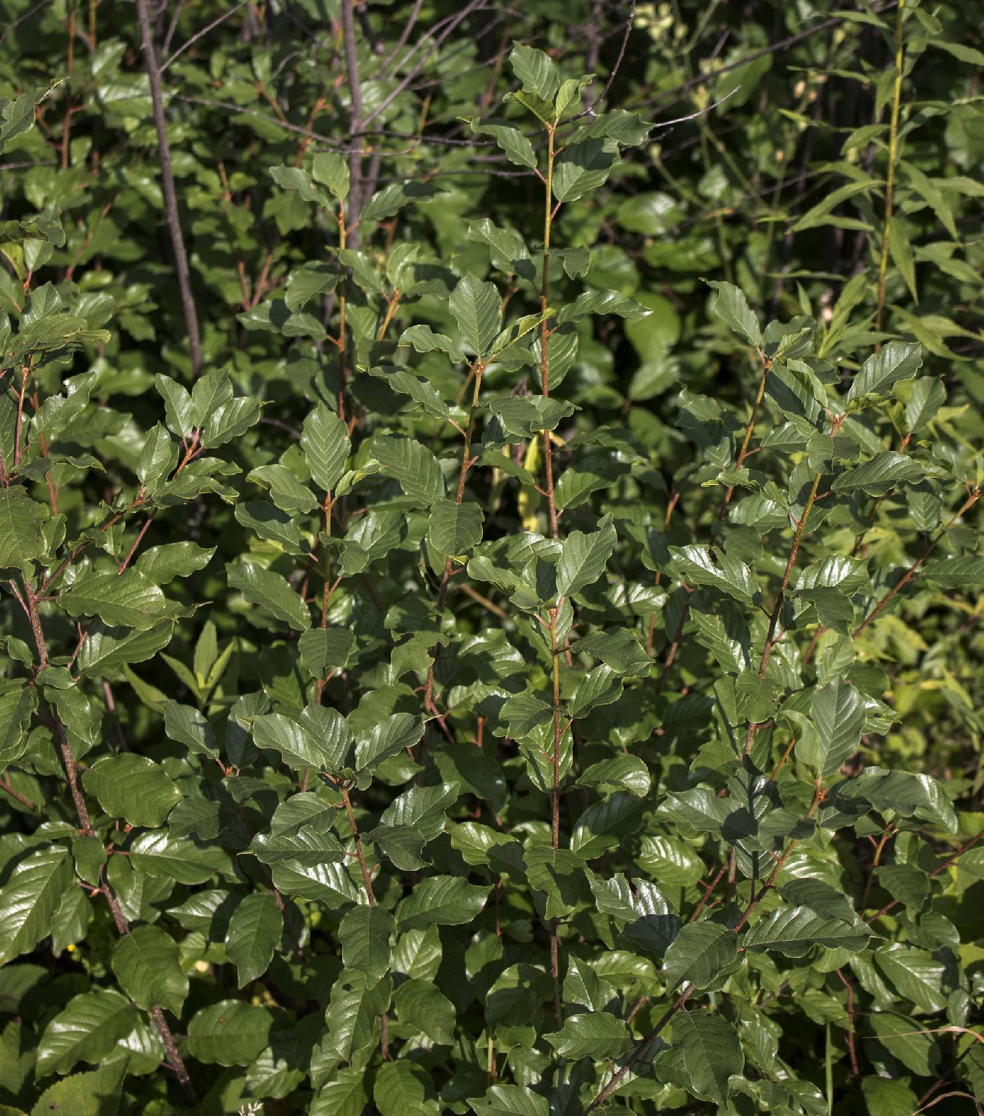 Frangula alnus image
