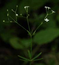 Galium concinnum image