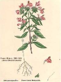 Galeopsis ladanum image