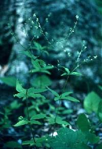 Image of Galium lanceolatum