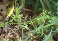 Image of Galium obtusum subsp. obtusum