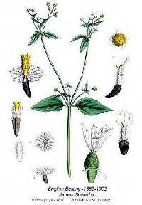 Image of Galinsoga parviflora
