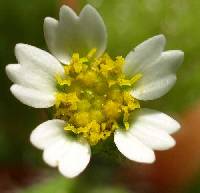 Galinsoga quadriradiata image