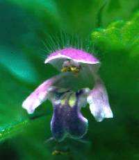 Galeopsis tetrahit image