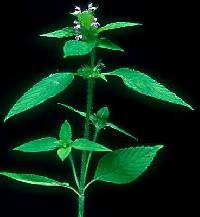 Image of Galeopsis tetrahit