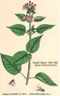 Image of Galeopsis tetrahit var. bifida