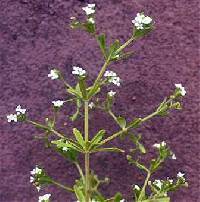 Galium tinctorium image