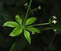Galium triflorum image