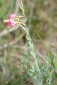 Oenothera suffrutescens image