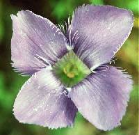 Gentianopsis virgata image