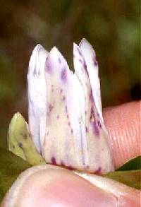Gentiana rubricaulis image