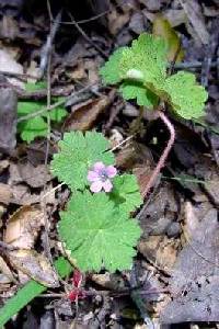 Image of Geranium molle