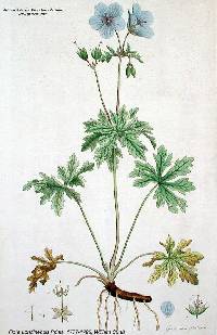 Image of Geranium pratense